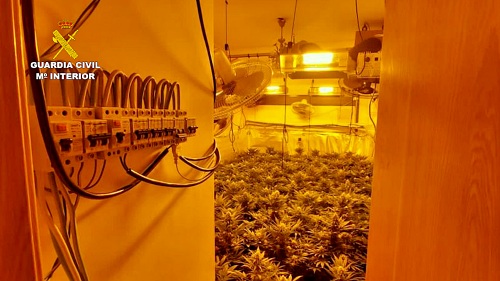 Guardia Civil incauta más de 300 plantas de marihuana en una plantación “indoor”