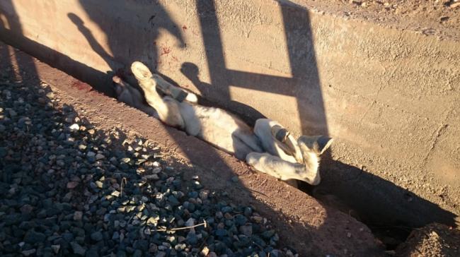 Los Bomberos de Almería rescatan de una yegua en Benahadux