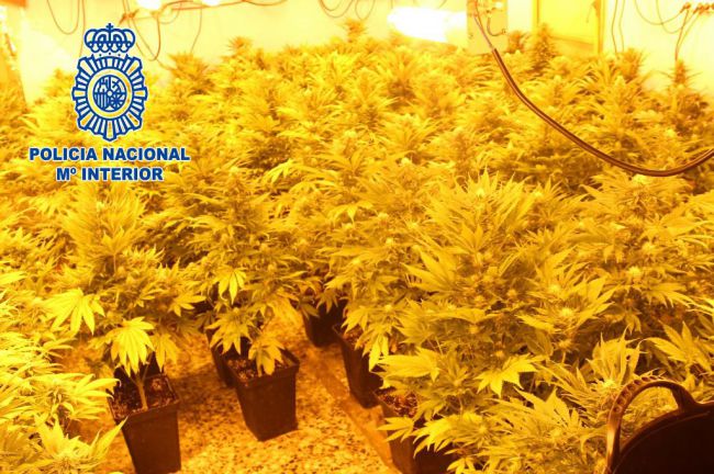 El olor a marihuana conduce a al Guardia Civil hasta una plantación