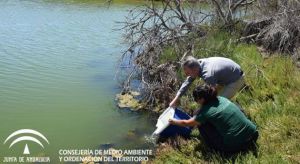 La Junta cree “irresponsable” que el PSOE hable de la extinción del fartet en la Albufera de Adra