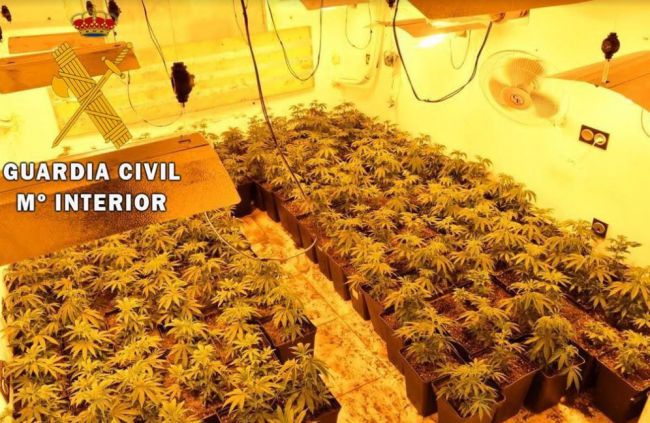 Detenido por tener una plantación de marihuana en su vivienda