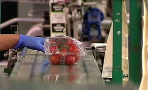 El precio del tomate cae un 29% en esta campaña