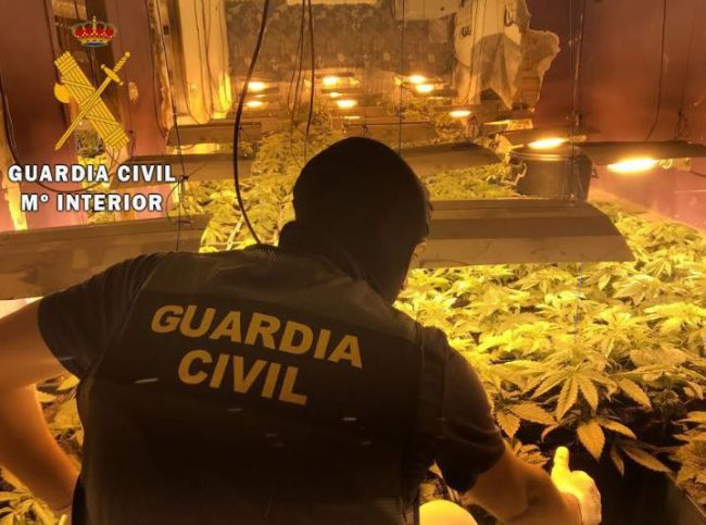 Guardia Civil cerró 2019 con 90.000 plantas de marihuana intervenida y 260 detenidos