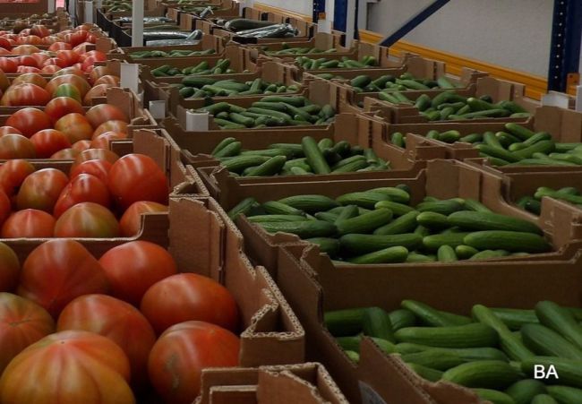 La UAL determina la cantidad de fertilizante nitrogenado para el cultivo de pepino