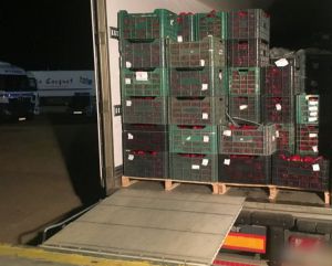 Solo el 0,2% del tomate marroquí que llega a Europa pasa por el puerto de Almería