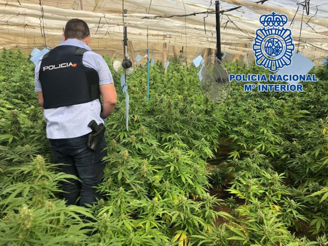 Un detenido por tener una plantación de marihuana a la que se accedía por un butrón