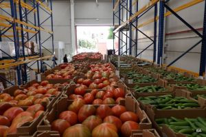 La malla de sombreo aumenta los niveles antioxidantes del tomate ecológico