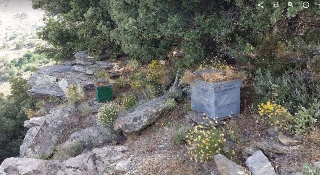 La UAL idea un sistema utilizando abejas como ‘centinelas’ de la contaminación