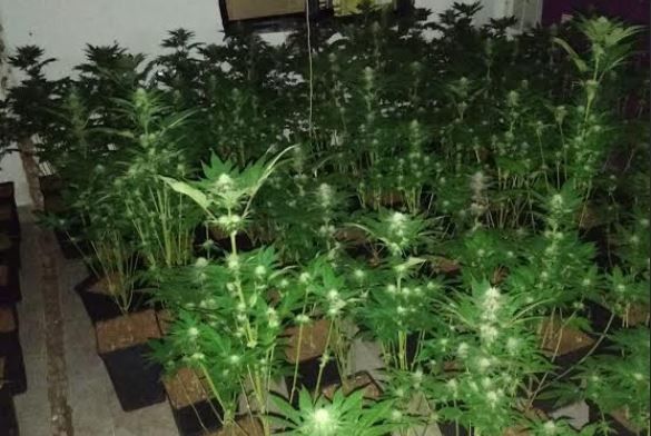 Policía Nacional destapa en Almería una plantación de marihuana en fase de crecimiento