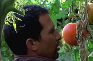 El fin de la campaña agrícola se une al turismo y Almería es la segunda provincia que más desempleados suma