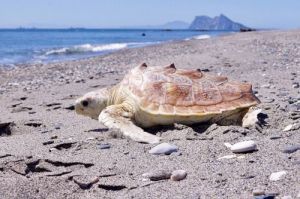 El Ayuntamiento de Roquetas de Mar informa cómo actuar ante el varamiento de un cetáceo o tortuga marina