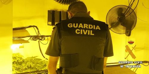 Intervienen 95 plantas de marihuana en una vivienda con un menor de 2 años y otro de 7 meses