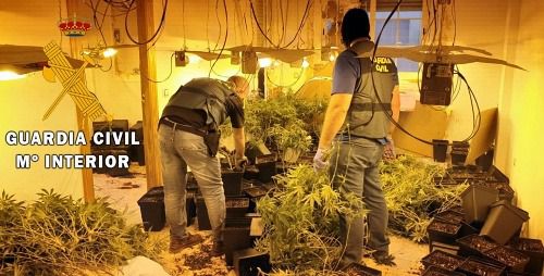 Desmantelan una plantación de marihuana a 60 metros de un instituto