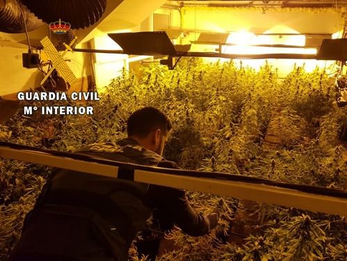 Un matrimonio y su hijo acusados de cultivar 218 plantas de marihuana