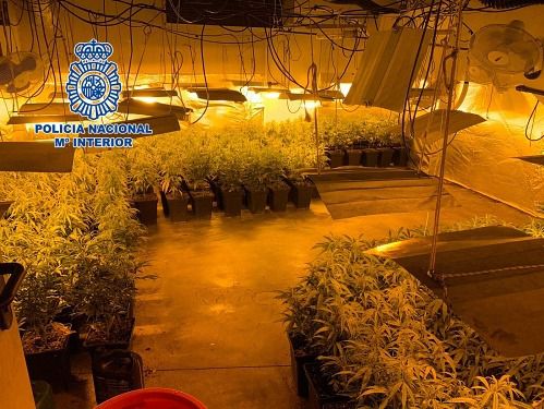 Detenidas dos personas con una plantación de marihuana y un revolver