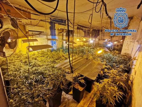 La Guardia Civil interviene un cultivo de marihuana en Roquetas