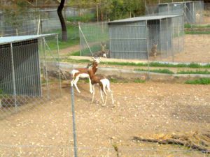 Nuevo núcleo zoológico se une al Programa de Cría en Cautividad de la gacela de Cuvier