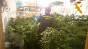 10 viviendas convertidas en macrofactoría de marihuana en Roquetas