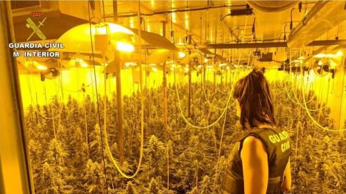 Se entrega al sospechar que la Guardia Civil de Roquetas le va a detener por cultivar marihuana