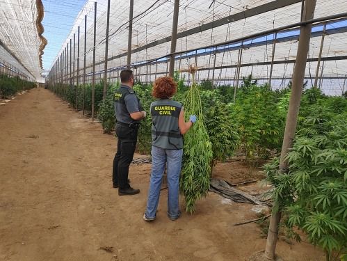 La Guardia Civil finaliza el año con 34.000 plantas de marihuana en 90 intervenciones en la provincia de Almería