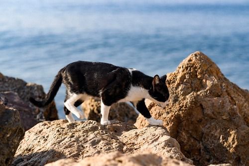 La nueva Ordenanza sobre Tenencia de Animales incluye el método CER para gatos