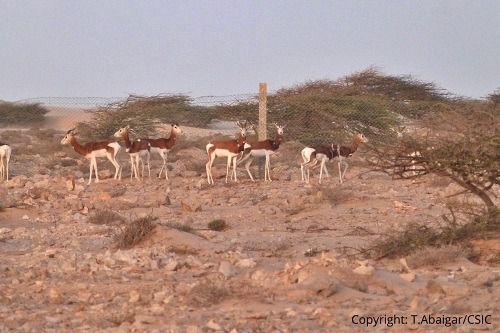 Obtienen los primeros datos sobre ecología de la gacela mohor en libertad