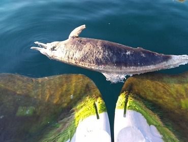 Aparece en la playa de Aguamarga un rorcual aliblanco muerto