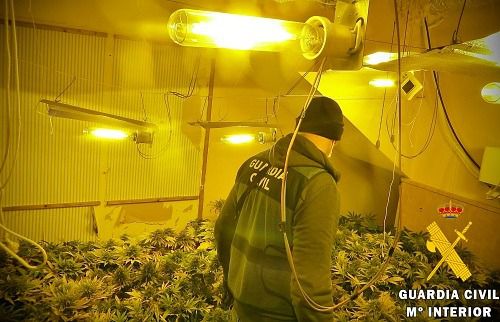 Dos perros de raza custodiaban una plantación indoor de marihuana en Roquetas