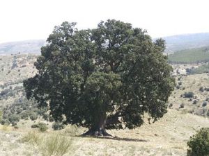 La encina de la Peana de Serón comienza su tratamiento