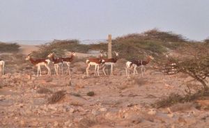 El CSIC y el parque Desierto de Tabernas colaboran en la conservación de ungulados