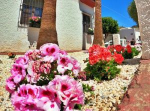 El Concurso Fotográfico 'Paseando Entre Flores' Amplia Su Plazo De Recepción