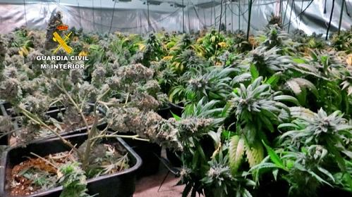 La impresionante cifra de actuaciones contra la producción y tráfico de marihuana en Almería