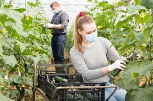 El aumento de la renta agraria en Almería genera más empleo