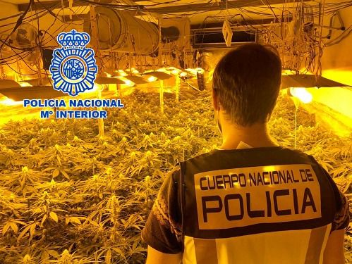 83 registros y 120 detenidos en operativos contra la marihuana en seis meses