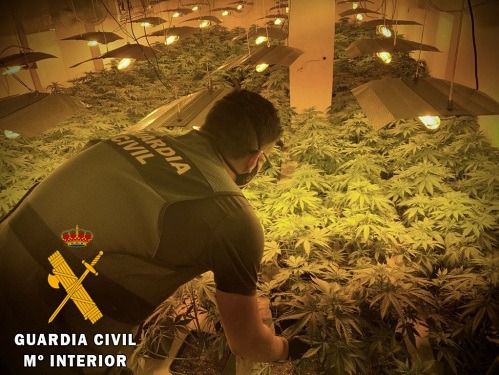 Detenidos por tener una plantación de marihuana en Arboleas