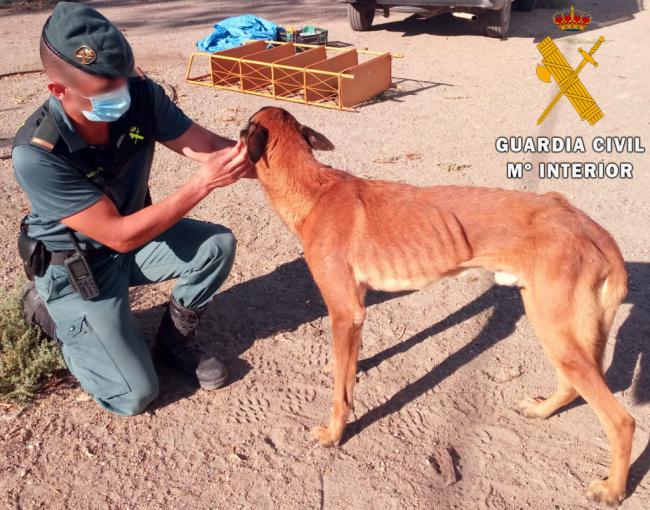 Investigan al propietario de un perro Pastor Belga Malinois por tenerlo desnutrido