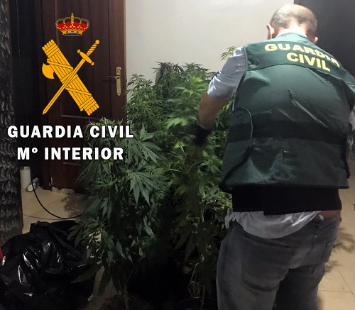 Acuden a desalojar una vivienda okupada y descubren una plantación de marihuana