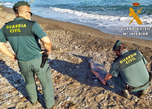 Atendidos dos varamientos de delfines en Adra y EL EJido