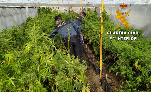 Dos detenidos por cultivar marihuana entre invernaderos de Nacimiento