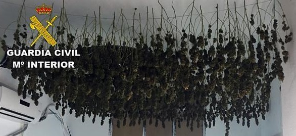 Falsifica un contrato de arrendamiento para cultivar marihuana en Roquetas