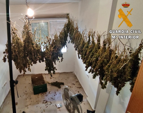 Detenido en Roquetas por tener un secadero de marihuana en un piso