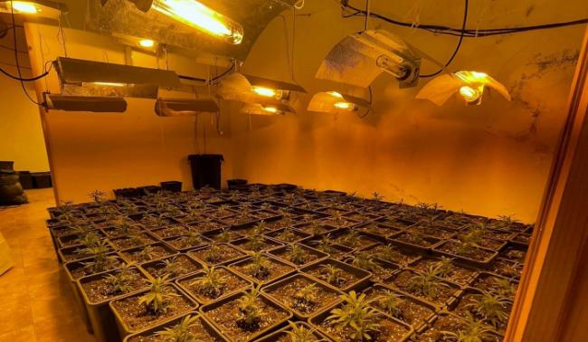 Un detenido por cultivar 250 plantas de marihuana en Abla