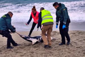 Varamiento de dos delfines listados en las costas de Almería