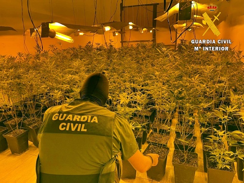 Desmantelan una plantación de marihuana cona 80 enganches eléctricos fraudulentos