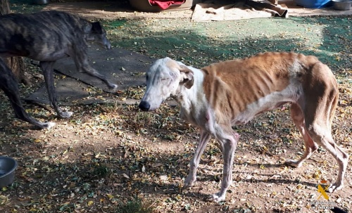 El criminal maltrato a unos perros en un refugio de Almería