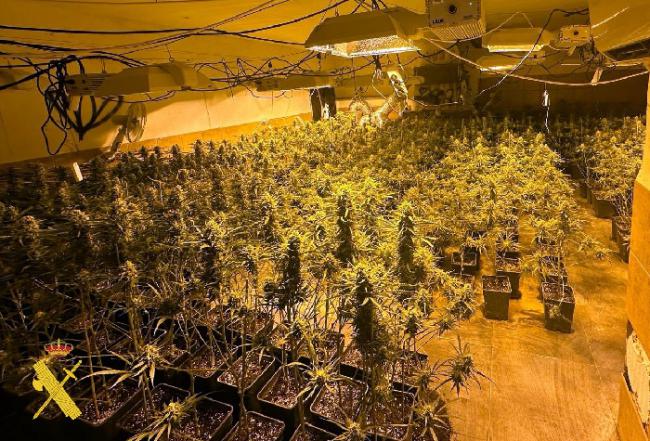 Incautan 469 plantas de marihuana en Las Tres Villas