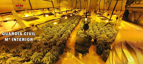 Intervienen 297 plantas de marihuana en la misma vivienda que en 2018 incautaron 500