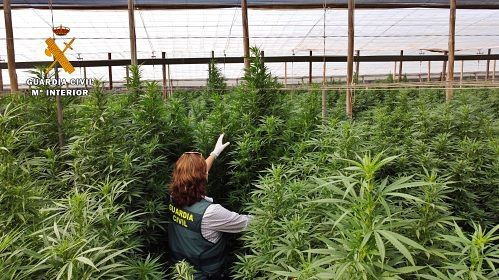 14 detenidos en una plantación con 156.000 plantas de “cannabis”