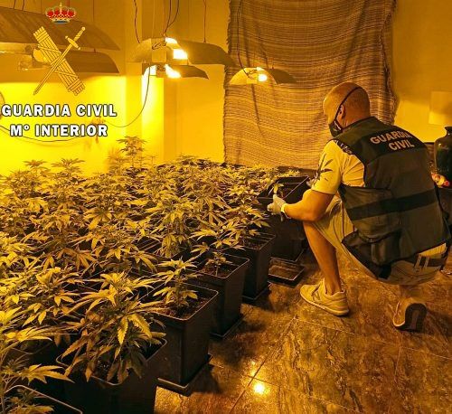 La Guardia Civil culmina 2021 con una operación antimarihuana cada dos días