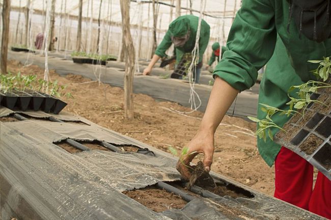 Los funcionarios ganan en Almería casi el triple que los agricultores